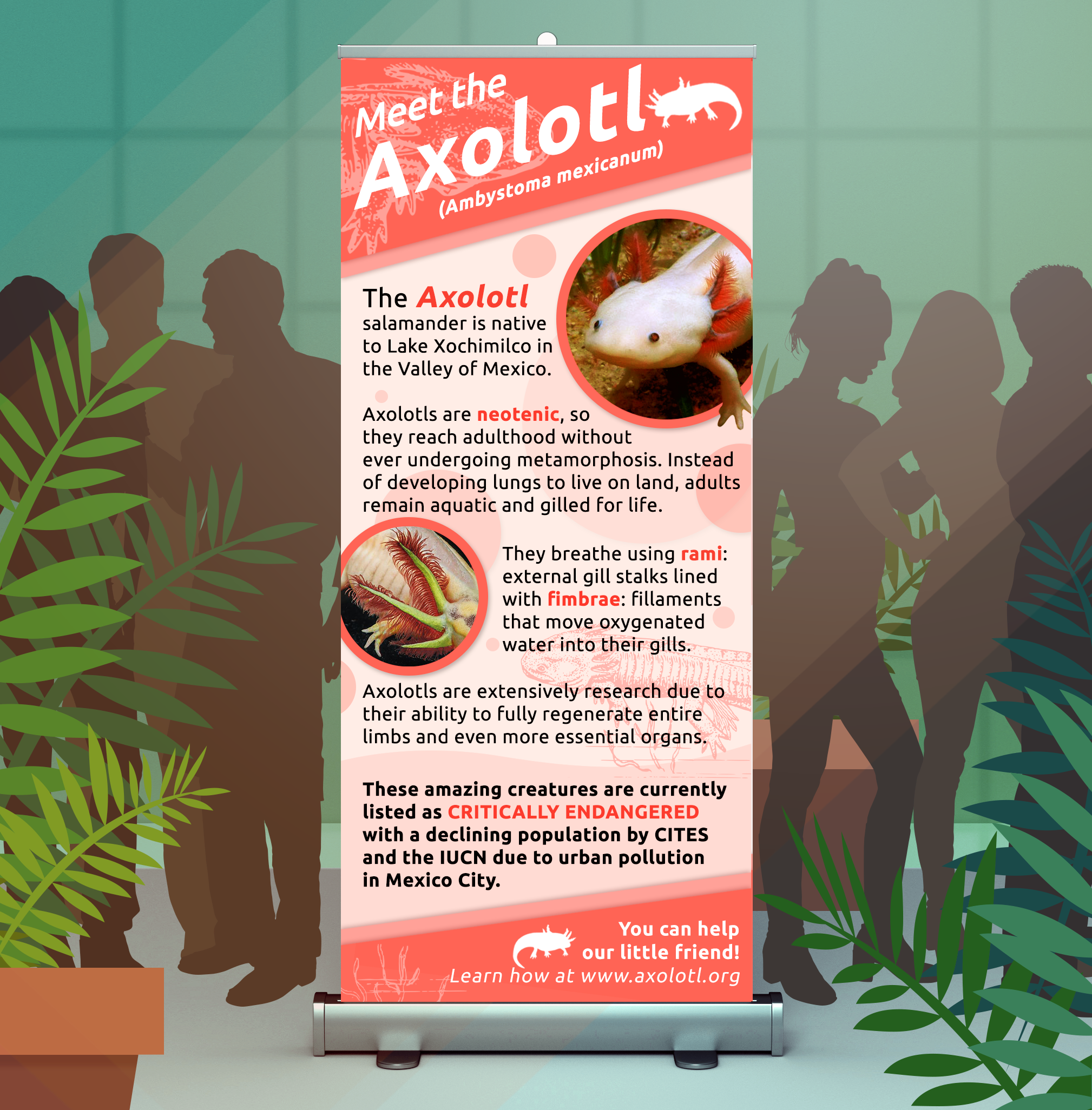 Axolotl